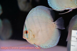 [ discus ]ja Ian to cobalt high foam [ individual sale ]12-13cm( organism )