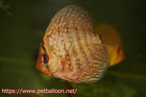 [ discus ] german red turquoise 5 pcs [ sample image ]5-6cm( organism )