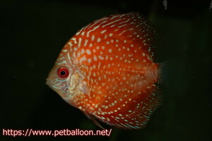 [ discus ] Star dust Polka dot Sune -k3 pcs [ sample image ]5-6cm( organism )