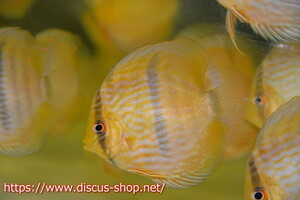 [ wild discus ]no-ba iron hekeru[1 pcs ][ sample image ]10cm( organism )