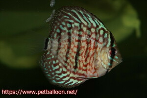 [ discus ] red turquoise (3 bar )1 pcs [ sample image ]5-6cm( organism )