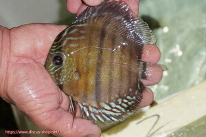 [ wild discus ] upper tera sun ta rose red center bar [ individual sale ]12cm( organism )