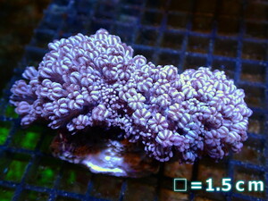 【サンゴ】【沖縄産】チガイウミアザミ（パクパク）Mサイズ（個体販売）No.5（生体）