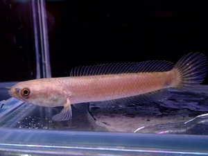 【淡水魚】チャンナ リムバータ【1匹 サンプル画像】(±7cm)(大型魚・スネークヘッド)