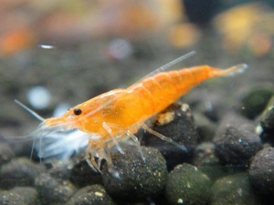 [ shrimp ][ shrimp ][5 pcs ] orange Cherry shrimp (1.2-1.5cm)