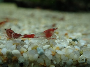 [ shrimp ][ shrimp ][5 pcs ]ru Lee shrimp (1.2-1.5cm)