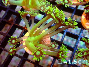 [ coral ]f rug Como chi is length coral ( metallic green )[1 piece ]( sample image )( organism )