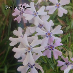 【ネコポス】芝桜 ライトブルー６cmポット苗