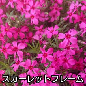 【ネコポス】芝桜 スカーレットフレーム６cmポット苗