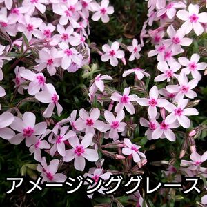 【ネコポス】芝桜 アメージンググレース６cmポット苗