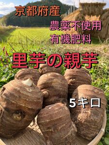 里芋の親芋 5キロ(箱込み) 京都府産農薬不使用有機肥料栽培