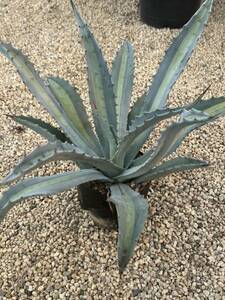 Agave americana v.expansa mediopicta pallida アガベ　エクスパンサ　パリーダ　美株　大株　