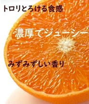 愛媛産【紅まどんな】ゼリーな柑橘類（3L 6玉 )約1.8~2kg 化粧箱付きご贈答用に最適_画像7