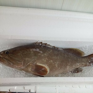 クエ アラ モロコ　超高級魚　2.5キロ　対馬　天然　激安　お得　オススメ　大物　料理　魚