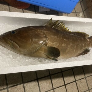 クエ アラ モロコ　超高級魚　3.7キロ　対馬　天然　激安　お得　オススメ　美味