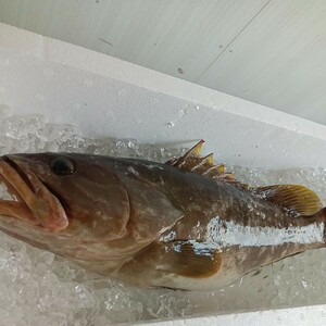 クエ アラ モロコ　超高級魚　1.43キロ　対馬　天然　激安　お得　オススメ　美味おまけ付き　カサゴ　2匹　