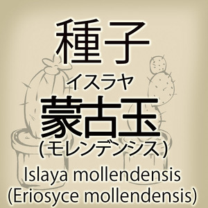 【輸入種子】イスラヤ・蒙古玉 モレンデンシス Islaya mollendensis(Eriosyce)エリオシケ サボテン 多肉植物 (種105-18)