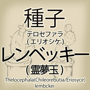 【輸入種子】テロセファラ(キレオレブチア) レンベッキー Thelocephala(Chileorebutia) lembckei エリオシケ Eriosyce(種106-16)