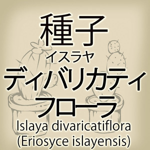 【輸入種子】イスラヤ・ディバリカティフローラ Islaya divaricatiflora(Eriosyce islayensis)エリオシケ サボテン 多肉植物(種106-28)