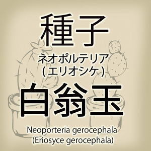 【輸入種子】ネオポルテリア・白翁玉 Neoporteria gerocephala エリオシケ Eriosyce (種106-39)