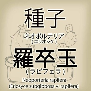 【輸入種子】ネオポルテリア・ラピフェラ(羅卒玉) Neoporteria rapifera エリオシケ Eriosyce サボテン 多肉植物(種107-39)