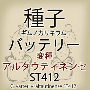 【輸入種子】ギムノカリキウム・バッテリー 変種 アルタウティネンセ ST412 Gymnocalycium vatteri v. altautinense サボテン(種107-52)