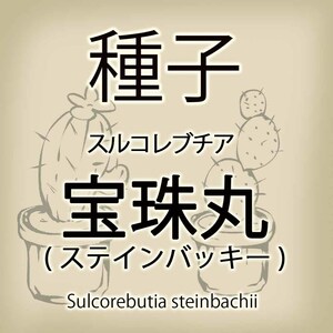 【輸入種子】スルコレブチア・宝珠丸(ステインバッキー) Sulcorebutia steinbachii サボテン 多肉植物(種107-60)