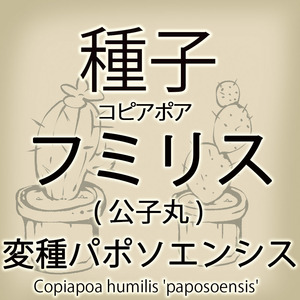 【輸入種子】コピアポア・フミリス(公子丸)　変種パポソエンシス Copiapoa humilis 'paposoensis' サボテン 多肉植物(種108-07)