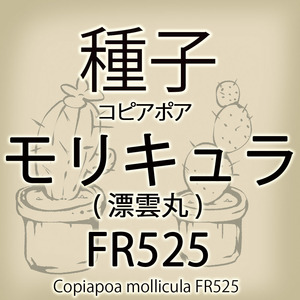 【輸入種子】コピアポア・モリキュラ(漂雲丸) FR525 Copiapoa mollicula FR525 サボテン 多肉植物(種108-08)
