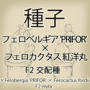 【輸入種子】フェロベルギア・'PRIFOR' × フェロカクタス・紅洋丸 F2 (×Ferobergia 'PRIFOR' × Ferocactus fordii F2-Hybr.)(種109-03)