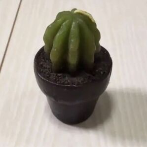 サボテン さぼてん 植物 プランツ plants キャンドル ろうそく ロウソク