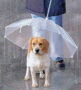 【vaps_6】ペット用 傘 《クリア》 チェーン付き ペットアンブレラ 犬用 散歩 雨傘 リード 首輪 送込