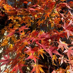 イロハ紅葉・挿し穂５本