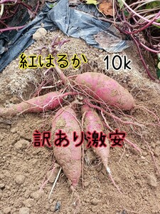 さつまいも　訳あり激安　紅はるか10k