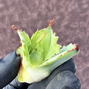 【LJ-PLANTS-10】16 アガベ 多肉植物 ‘Spawn'×イシスメンシス×グアダラハラナ　超陽炎 極上子株 