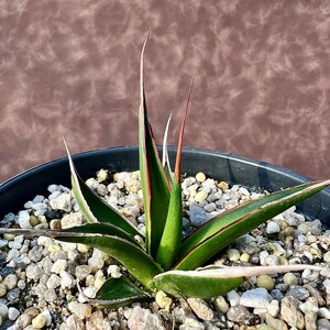 【LJ-PLANTS-10】3 台湾からの輸入 多肉植物 アガベ agave pelona 強棘 極美株 超希少株