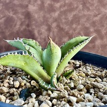 【LJ-PLANTS-13】13 アガベ チタノタ 流れ星子株1株 背刺 葉内刺 二重刺種_画像5