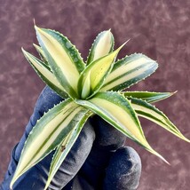 【LJ-PLANTS-13】7 多肉植物アガベ スノーグロー錦 黄中斑 優良な血統 極上子株_画像5