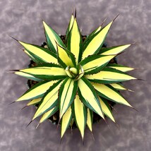 【LJ-PLANTS-13】7 多肉植物アガベ スノーグロー錦 黄中斑 優良な血統 極上子株_画像1