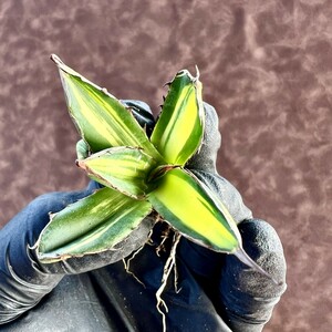 【LJ-PLANTS-13】8 アガベ　ホリダ horrida 極上斑です 黄中斑 縞斑 極上美株