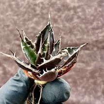 【LJ-PLANTS-25】2 多肉植物 アガベ　ホリダ horrida 選抜株 陽炎 強棘 狂刺 綺麗株_画像6