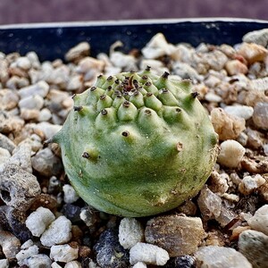 【Lj_plants-31】8「実生」ユーフォルビア グロブリカウリス/Euphorbia globulicaulis 厳選株 塊根植物 