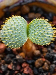 【LJ-PLANTS-6】 アフリカの貴重希少なBrunsvigia namaquana特選株 3株