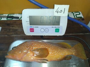 釣物【キジハタ】熟成中,0℃～2℃で冷蔵中,魚介類販売業認可済,漁協准組合員,漁船登録済,冷蔵品いつでも1円スタート,一魚一味,No.401