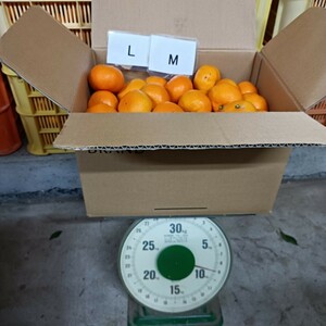 愛媛西宇和産　南柑20号みかん　M-Lサイズ　9ｋｇ