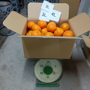 愛媛西宇和産　南柑20号みかん　2L-4Lサイズ　9ｋｇ