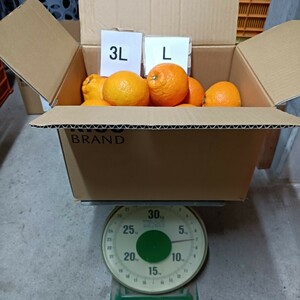 愛媛西宇和産　宮内いよかん　3Lサイズ　7ｋｇ