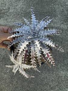 ★クリスマスセール★Dyckia 'Donna Marie' x goehringii dyckiayouup hybrid select