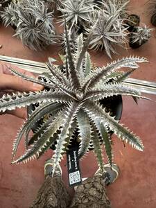 ★クリスマスセール★Dyckia 'Donna Marie' x 'A New Beginning’ 