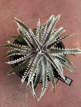 ★クリスマスセール★Dyckia 'Donna Marie' x 'A New Beginning’ _画像5